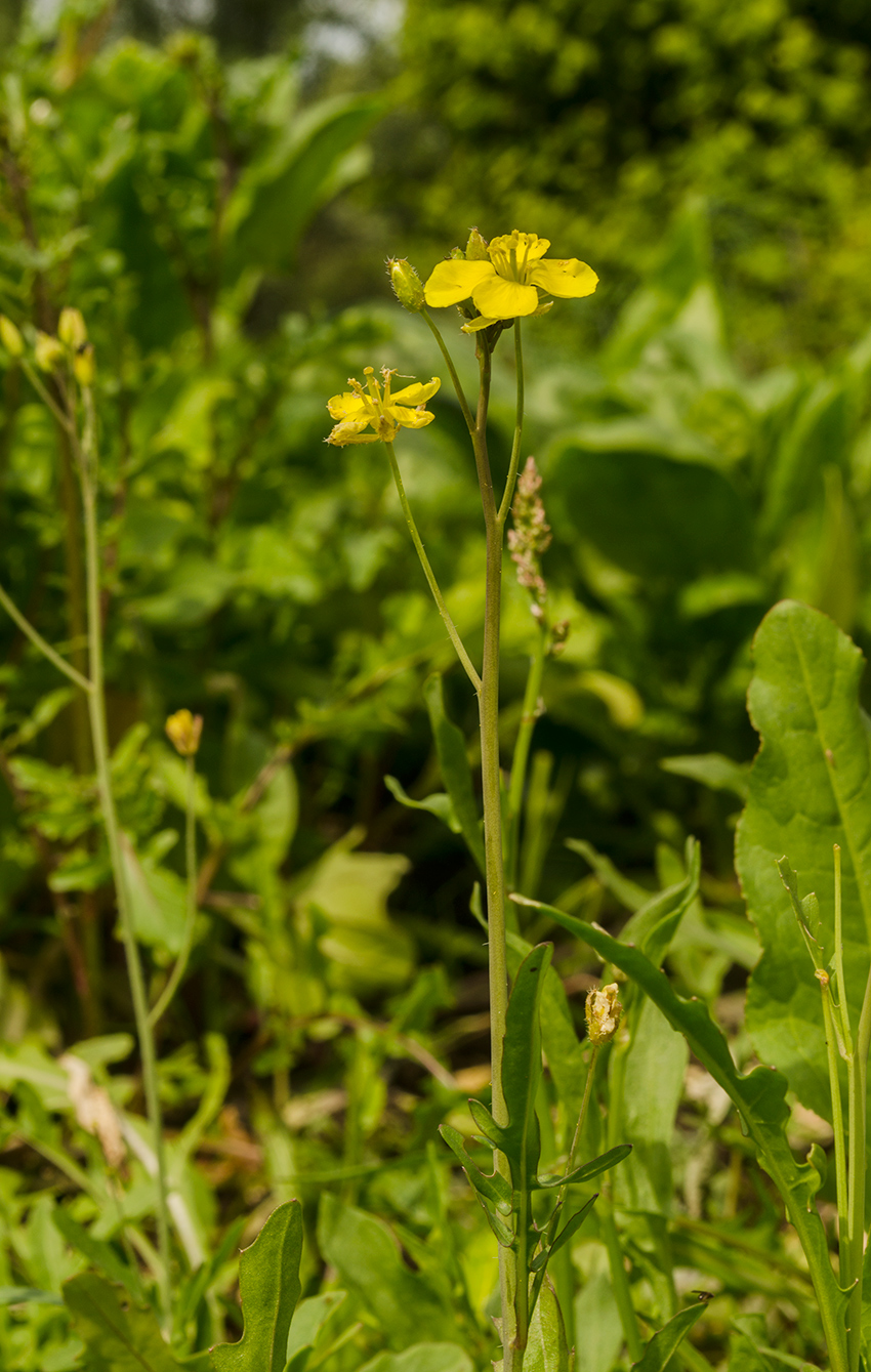 Изображение особи Diplotaxis tenuifolia.