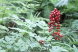 Actaea erythrocarpa