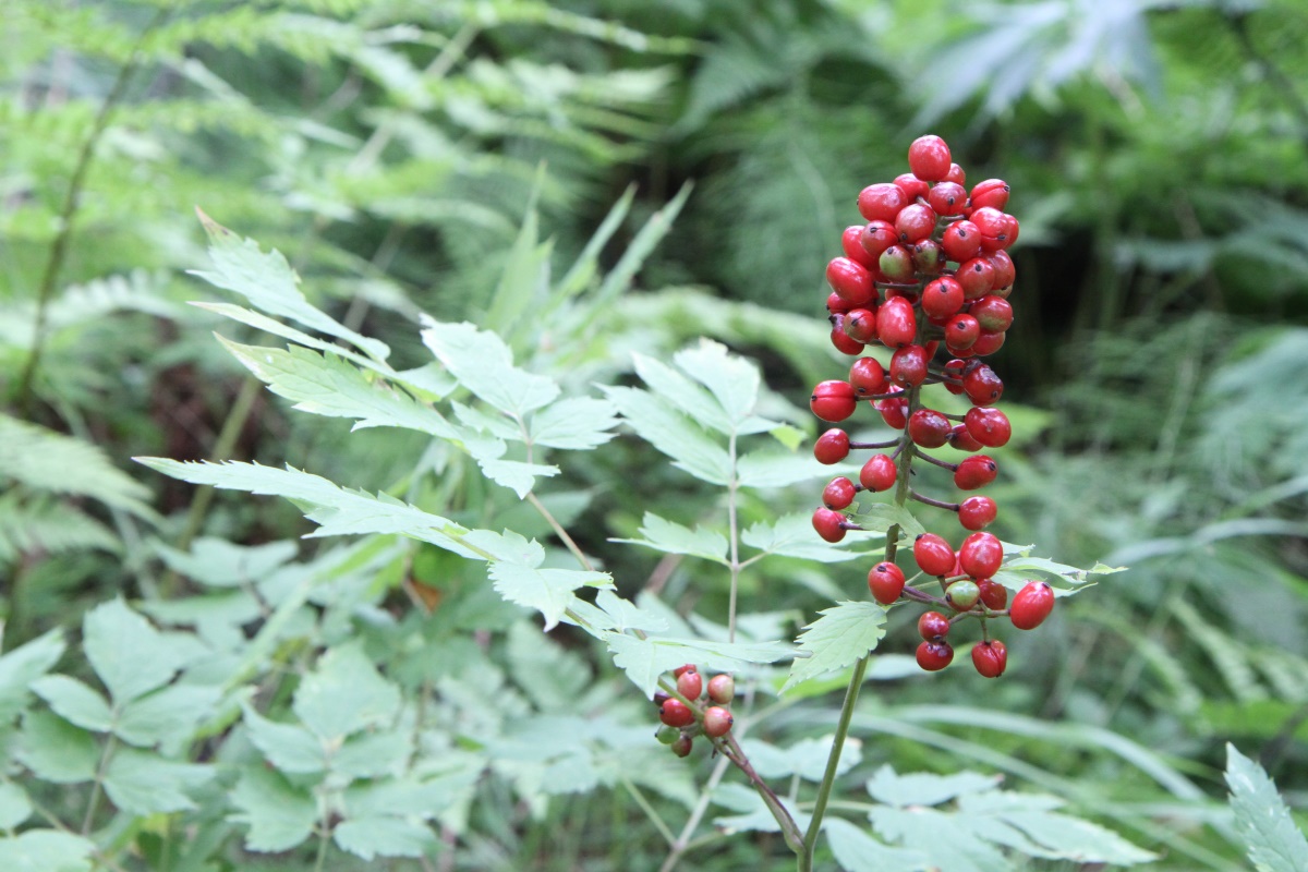 Image of Actaea erythrocarpa specimen.
