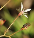 Micranthes laciniata