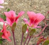 genus Pelargonium