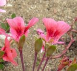 род Pelargonium. Цветки. Намибия, регион Erongo, г. Свакопмунд, цветник. 06.03.2020.