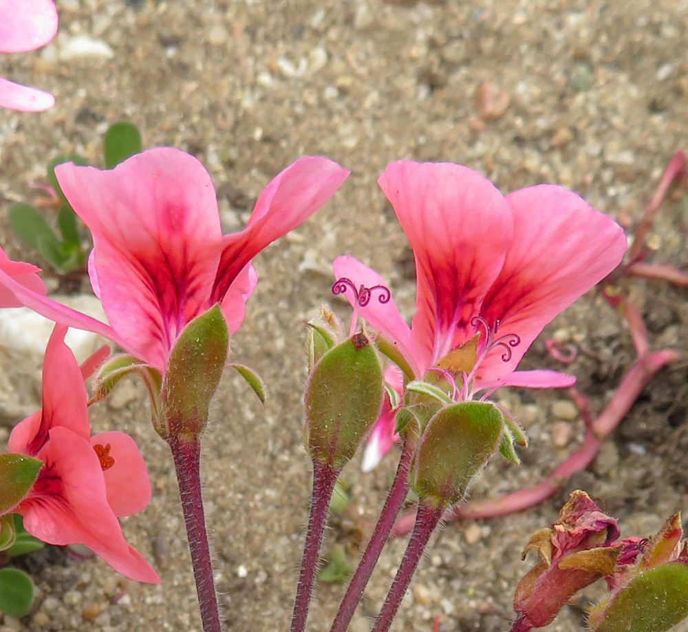 Изображение особи род Pelargonium.