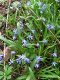 Scilla siberica