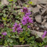 Thymus nummularius. Цветущие растения. Краснодарский край, Адлерский р-н, окр. с. Эстосадок, северный склон хр. Аибга, выс. ≈ 2100 м н.у.м., каменистый склон. 11.08.2020.