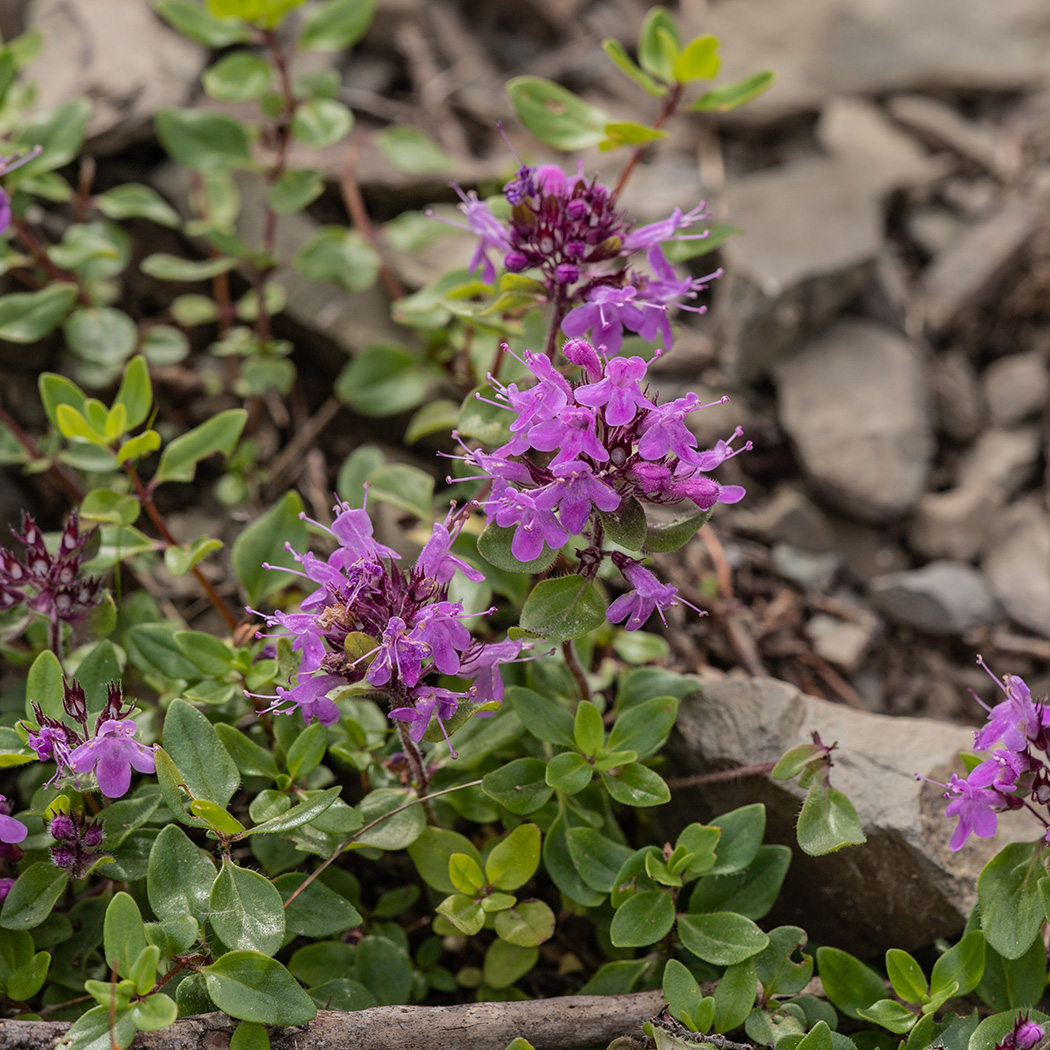 Изображение особи Thymus nummularius.