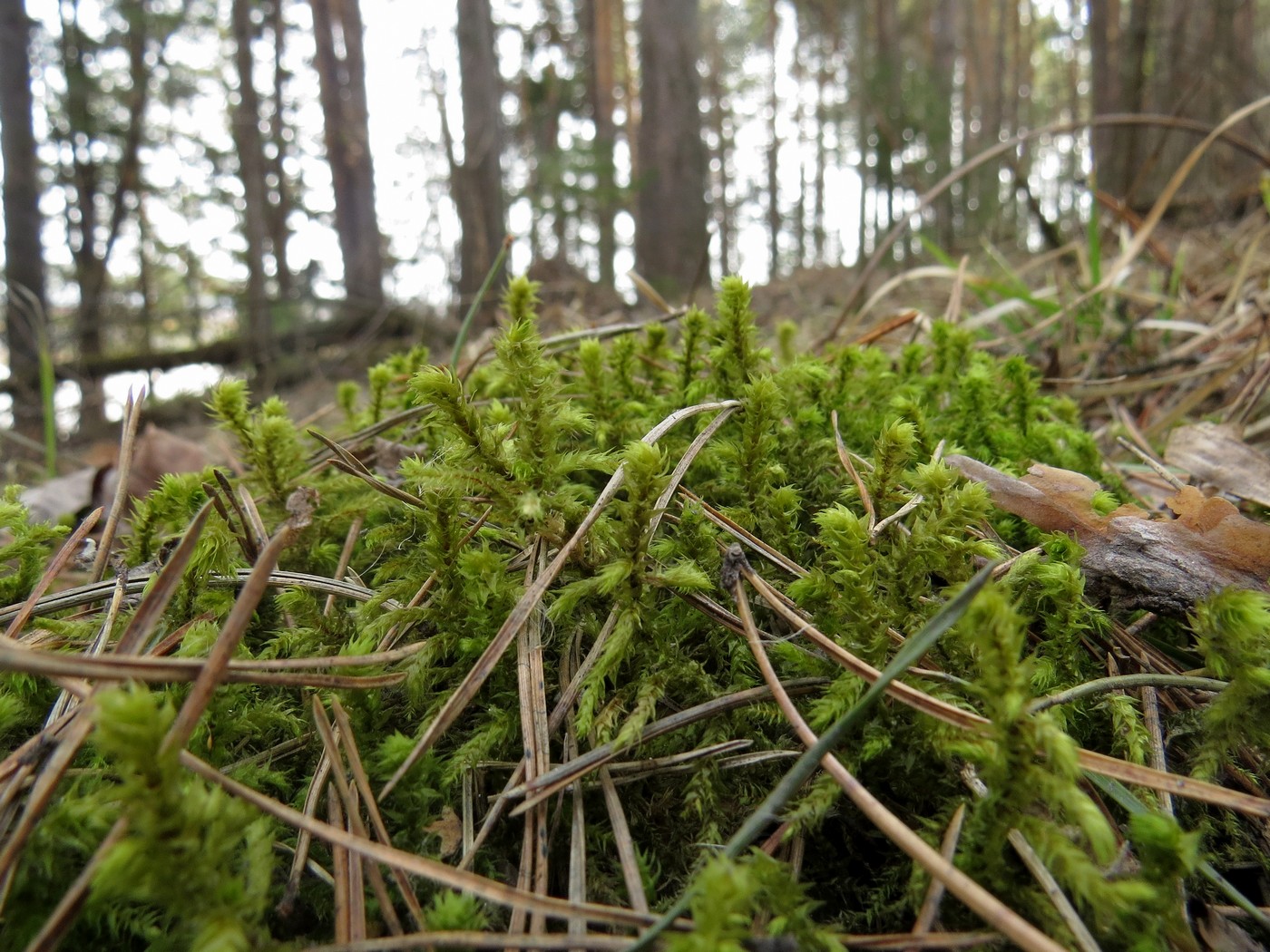 Изображение особи Rhytidiadelphus triquetrus.