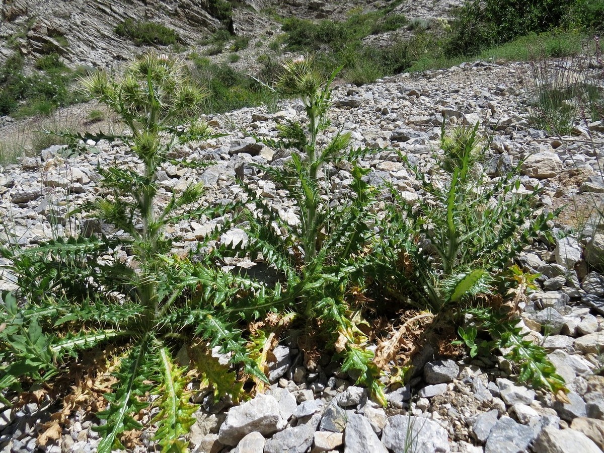 Изображение особи Cirsium semenowii.