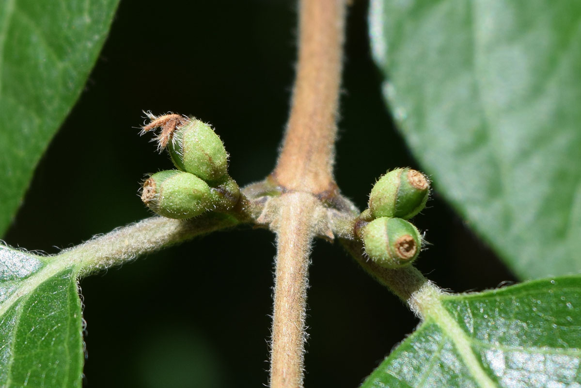 Image of genus Lonicera specimen.