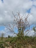 Cichorium intybus