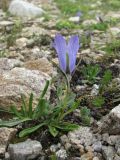 Campanula biebersteiniana