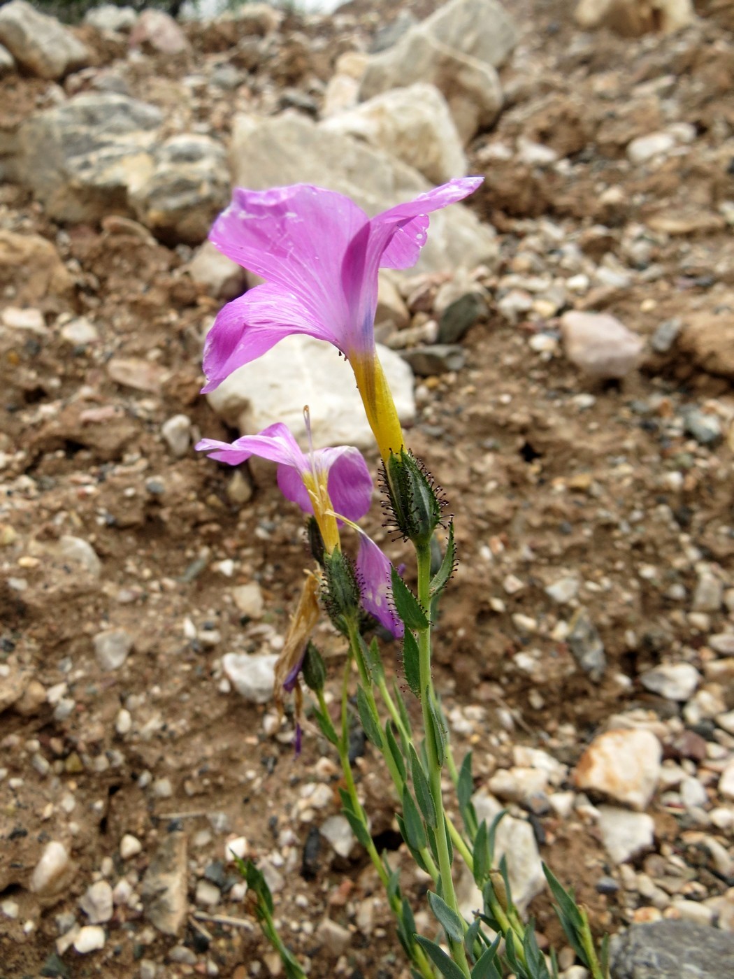 Изображение особи Linum olgae.
