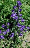 Campanula medium