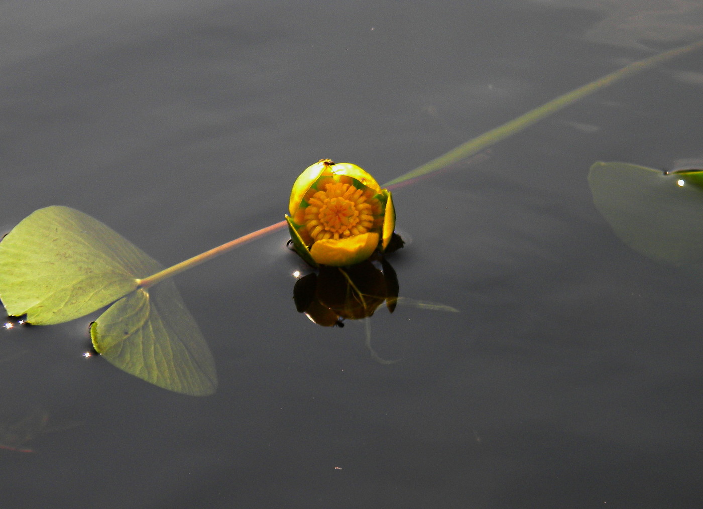 Image of Nuphar pumila specimen.