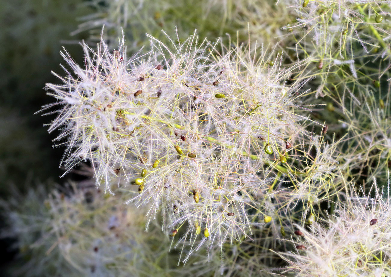 Image of Cotinus coggygria specimen.