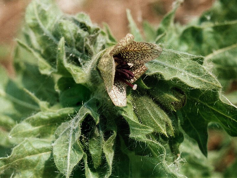 Изображение особи Hyoscyamus niger.