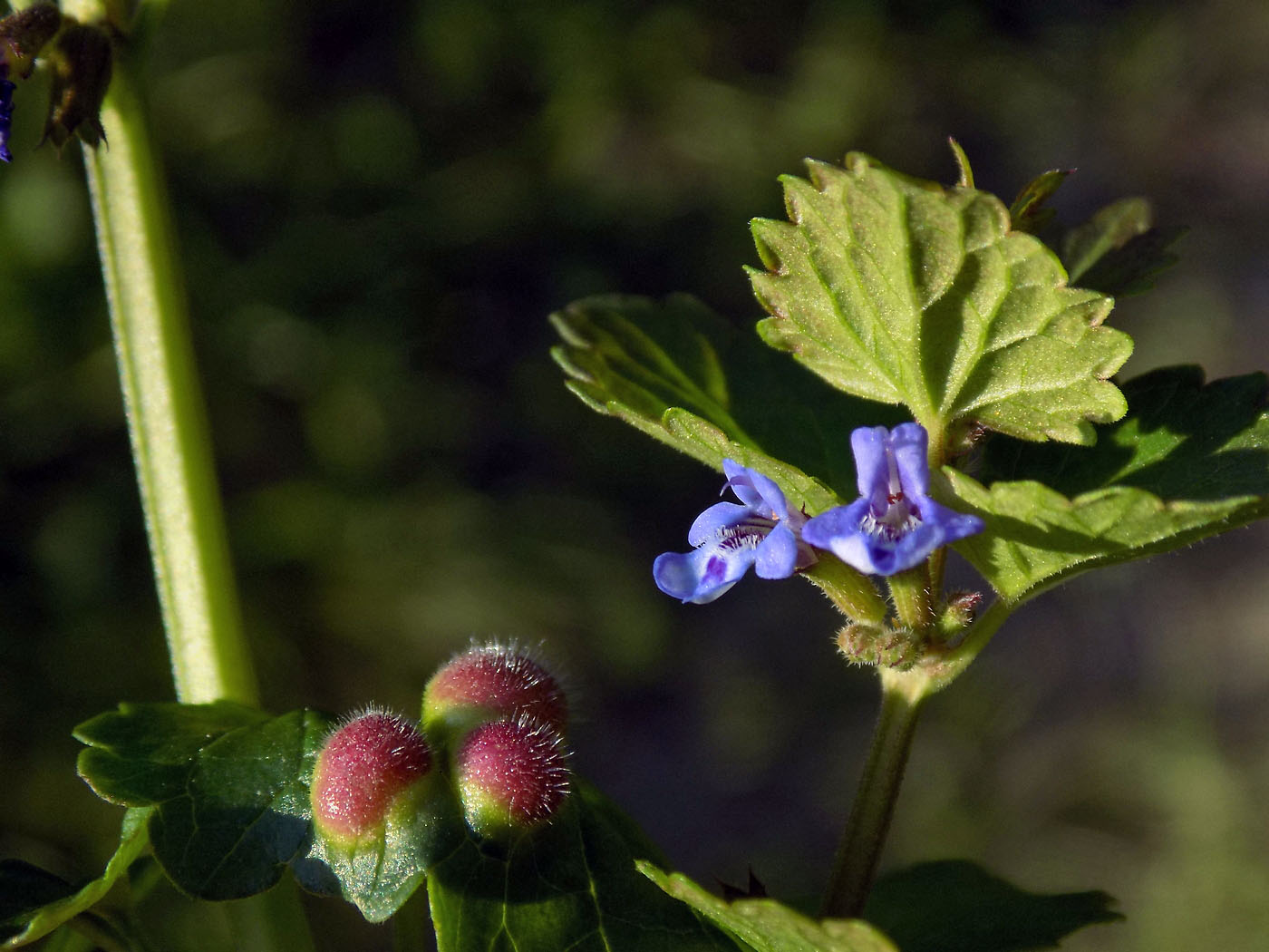 Изображение особи Glechoma hederacea.