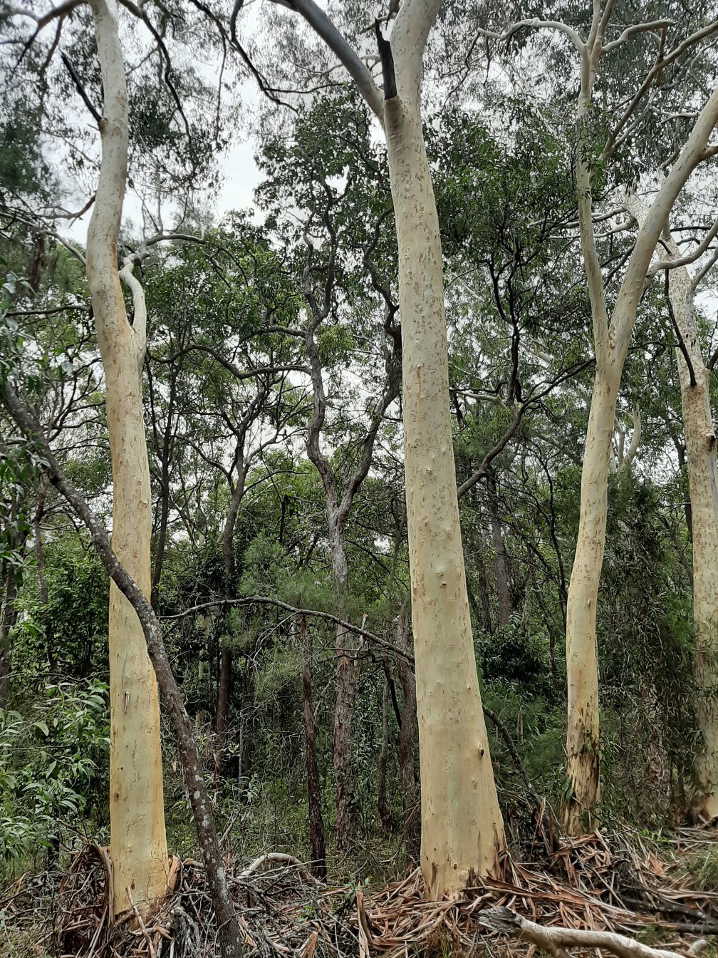 Изображение особи Eucalyptus racemosa.