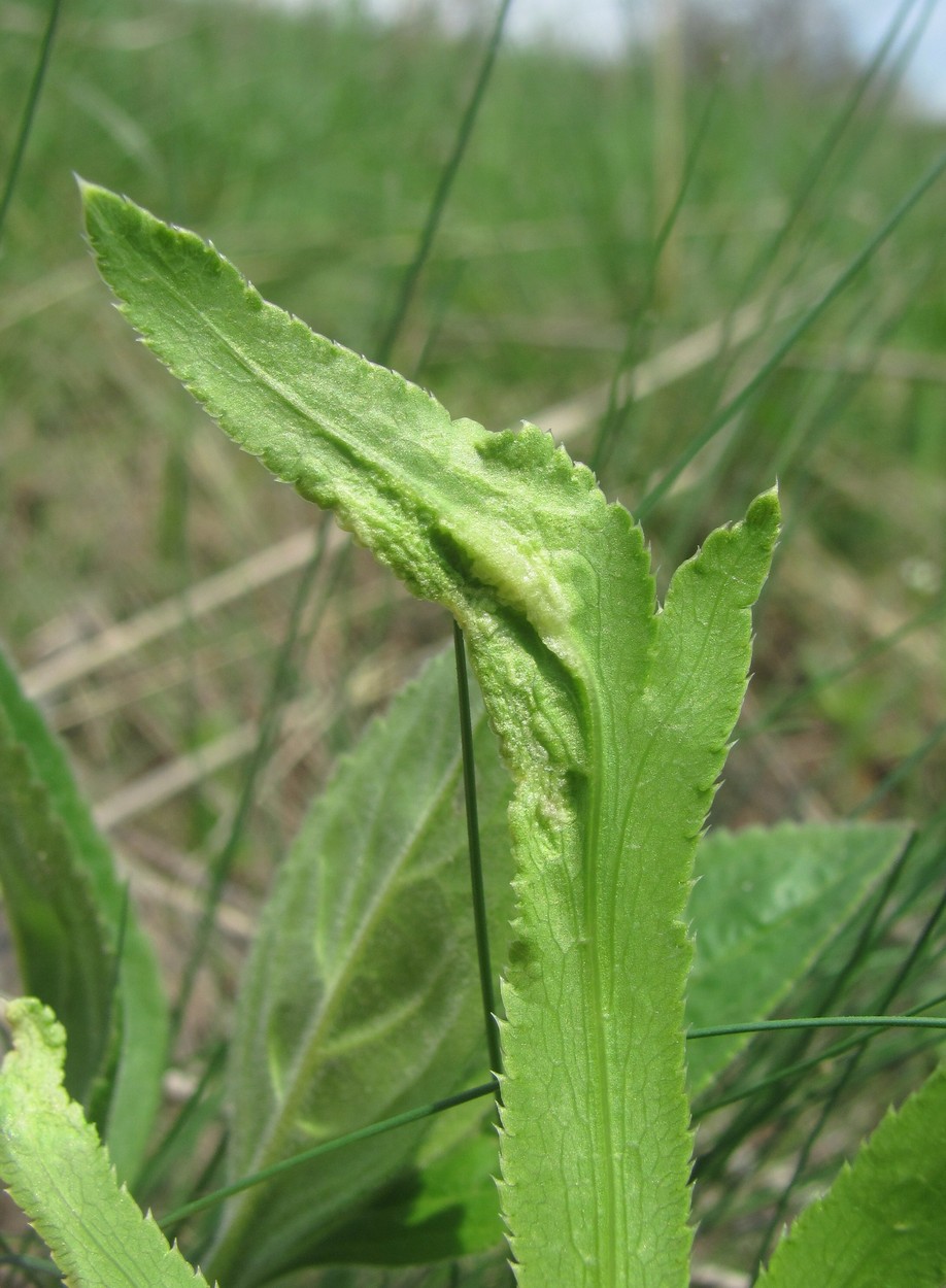 Image of Falcaria vulgaris specimen.