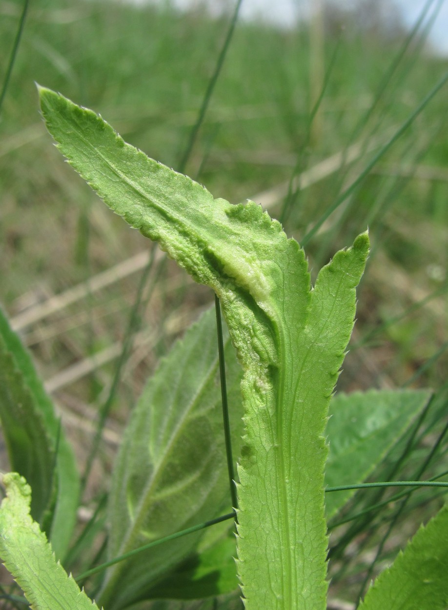 Изображение особи Falcaria vulgaris.