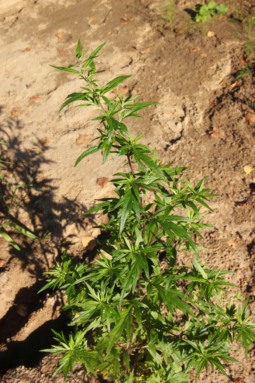 Изображение особи Artemisia vulgaris.