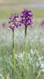 Anacamptis morio subspecies caucasica. Цветущие растения. Крым, Керченский п-ов, Приазовье, Караларская степь, степной склон. 6 мая 2021 г.