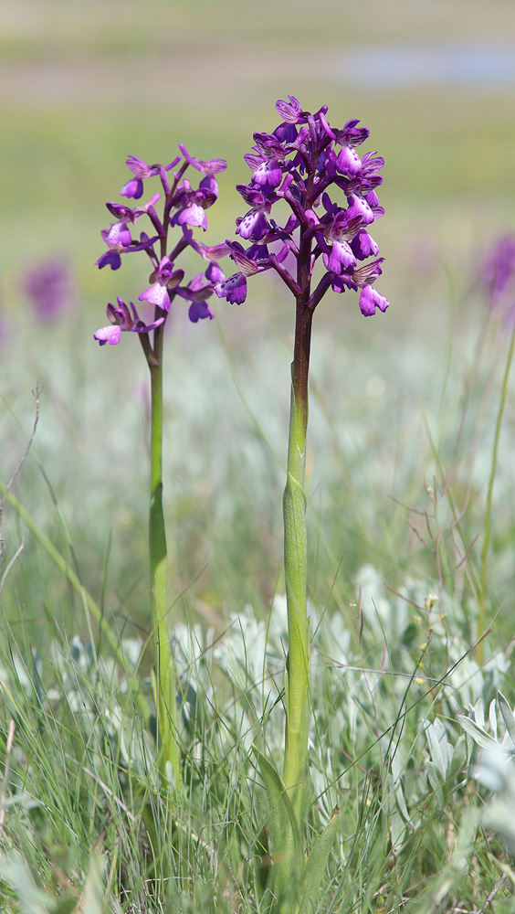 Image of Anacamptis morio ssp. caucasica specimen.