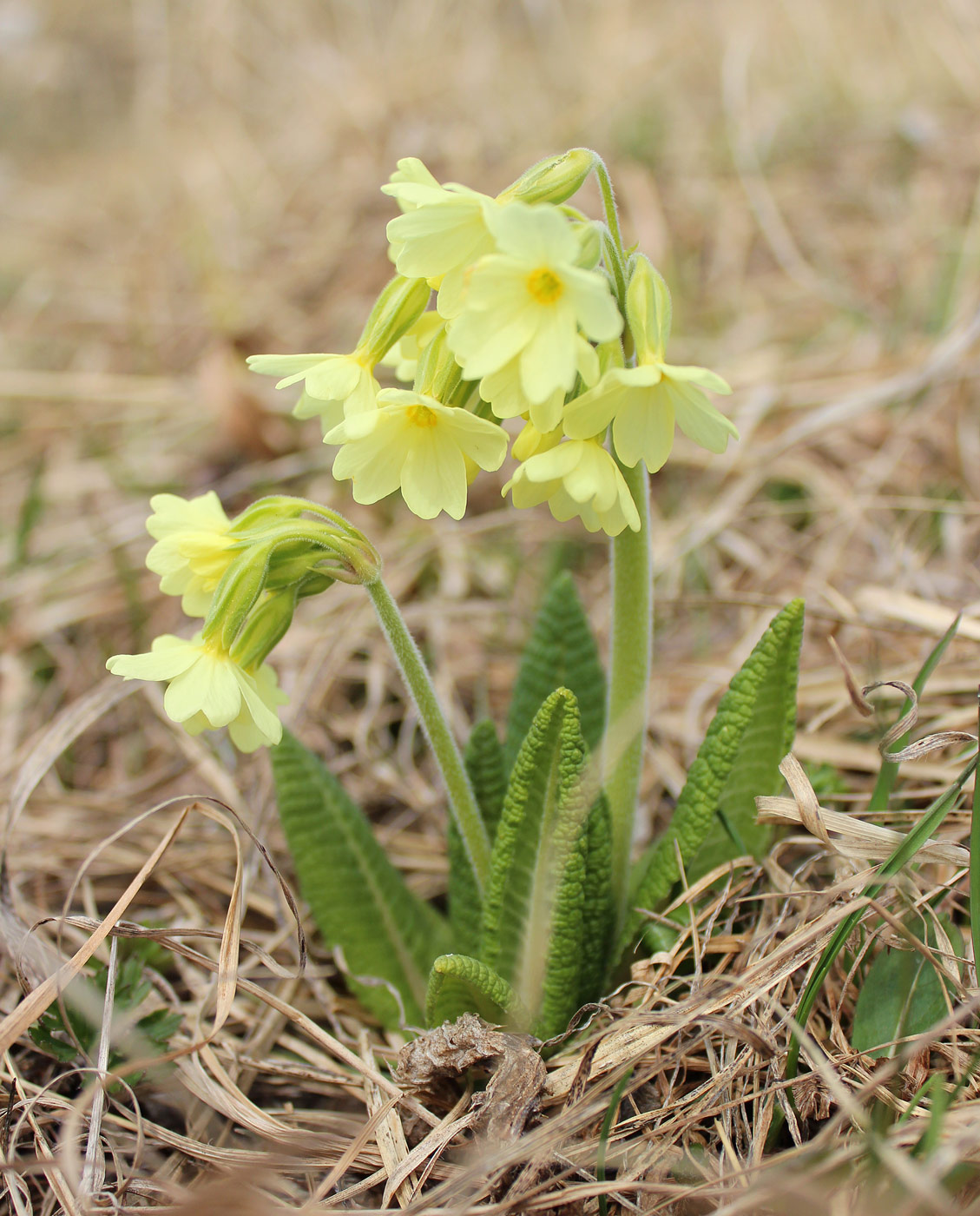 Image of Primula ruprechtii specimen.