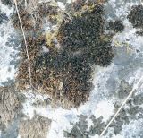 class Bryopsida. Куртинка гаметофита со спорогонами. Пермский край, Лысьвинский р-н, камень Кобыльи Рёбра, обнажение известняков. 05.05.2021.