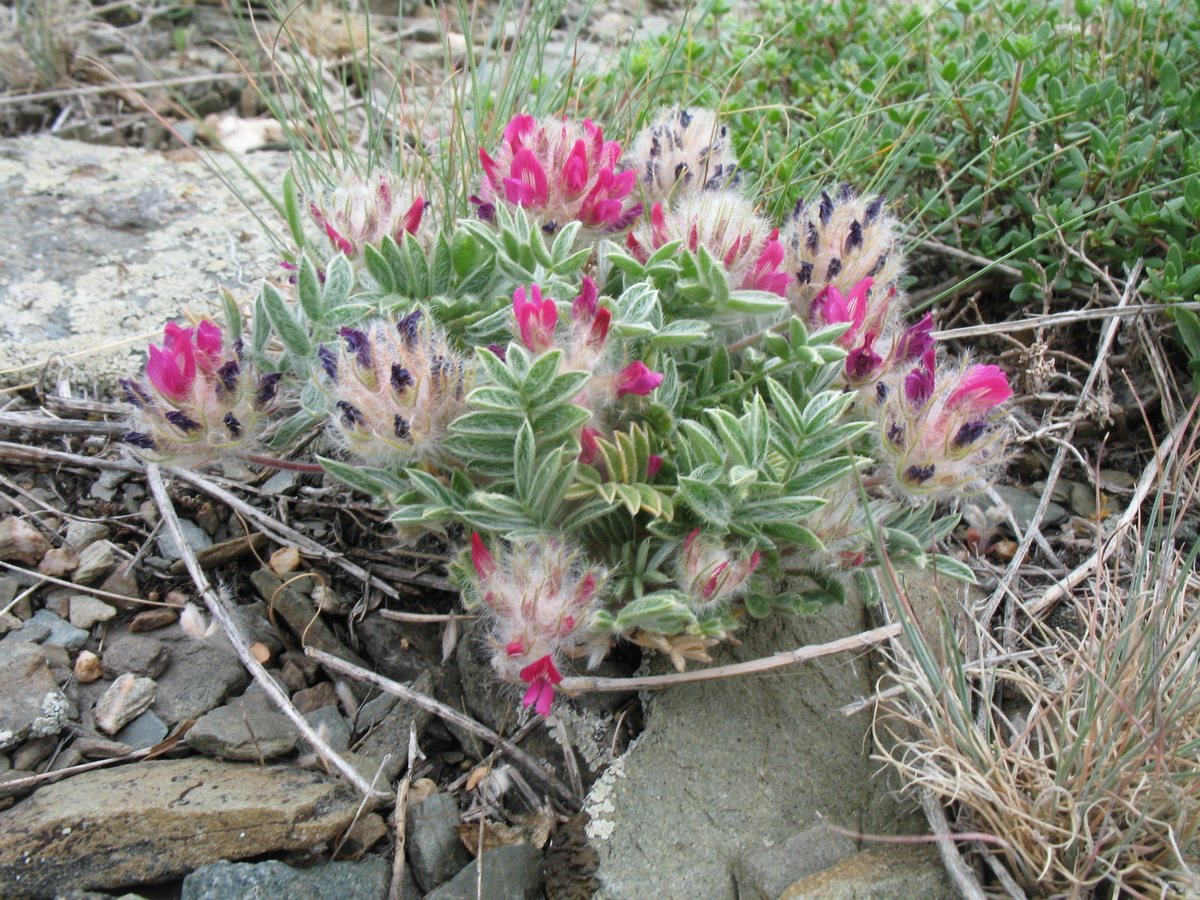 Image of Oxytropis trichocalycina specimen.