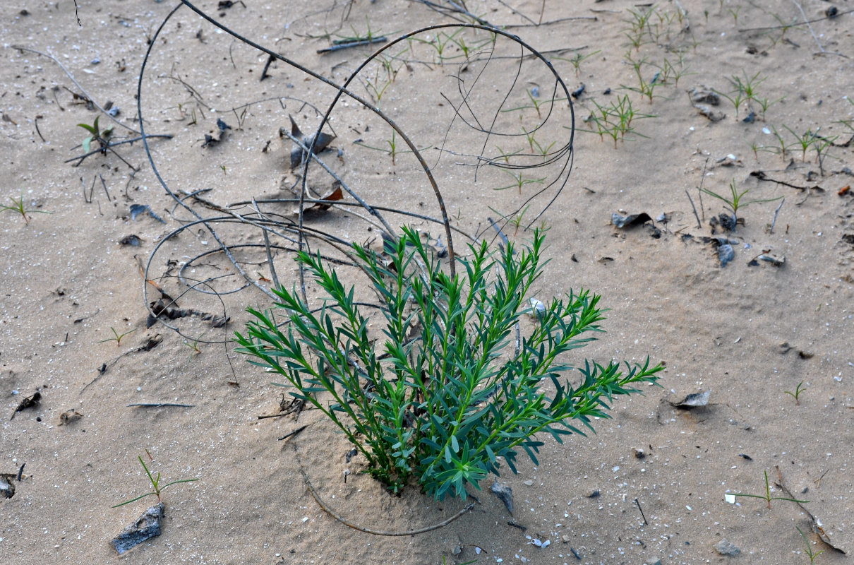 Image of Euphorbia seguieriana specimen.