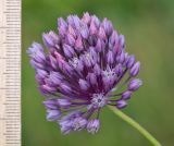 Allium rotundum