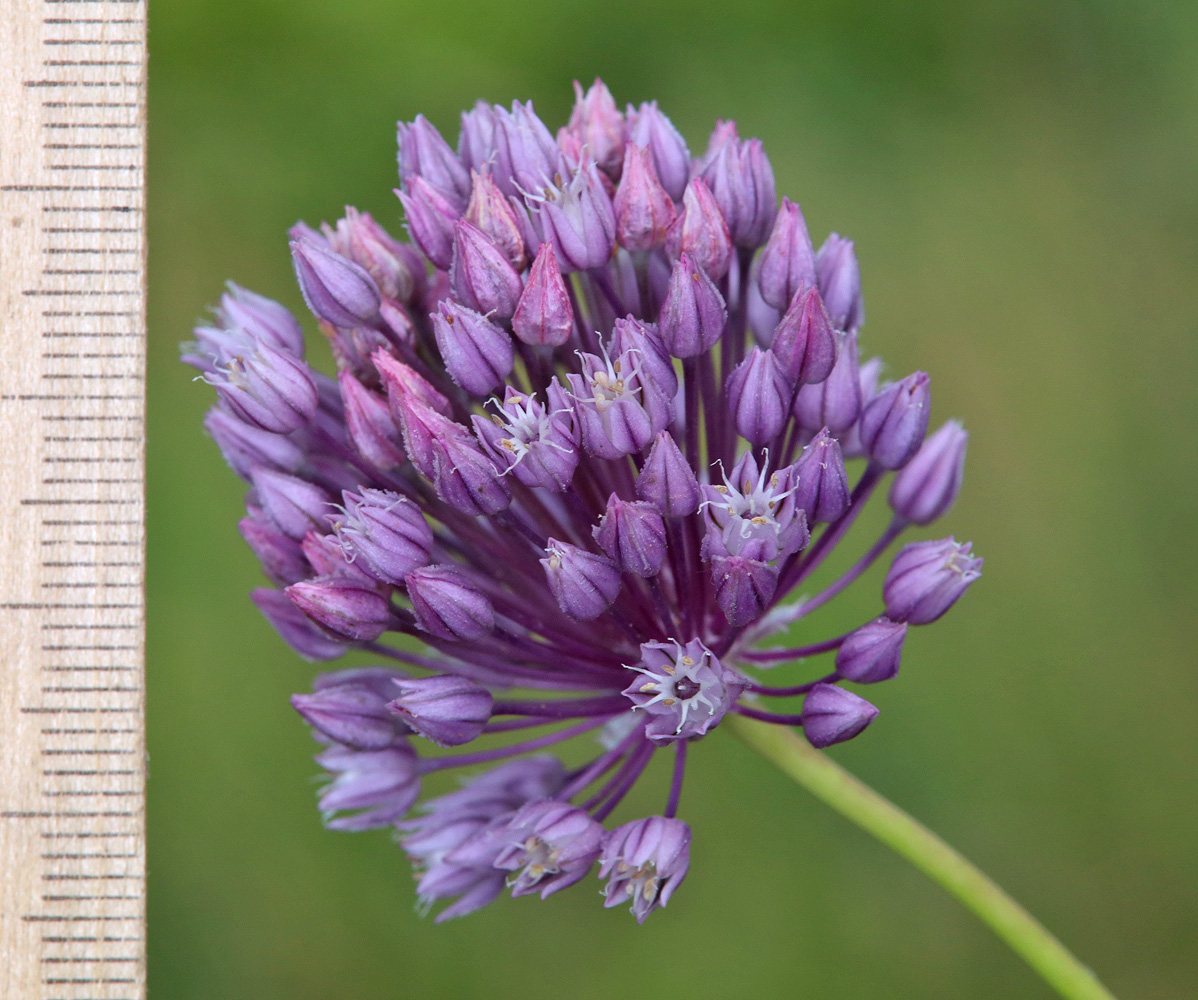 Image of Allium rotundum specimen.