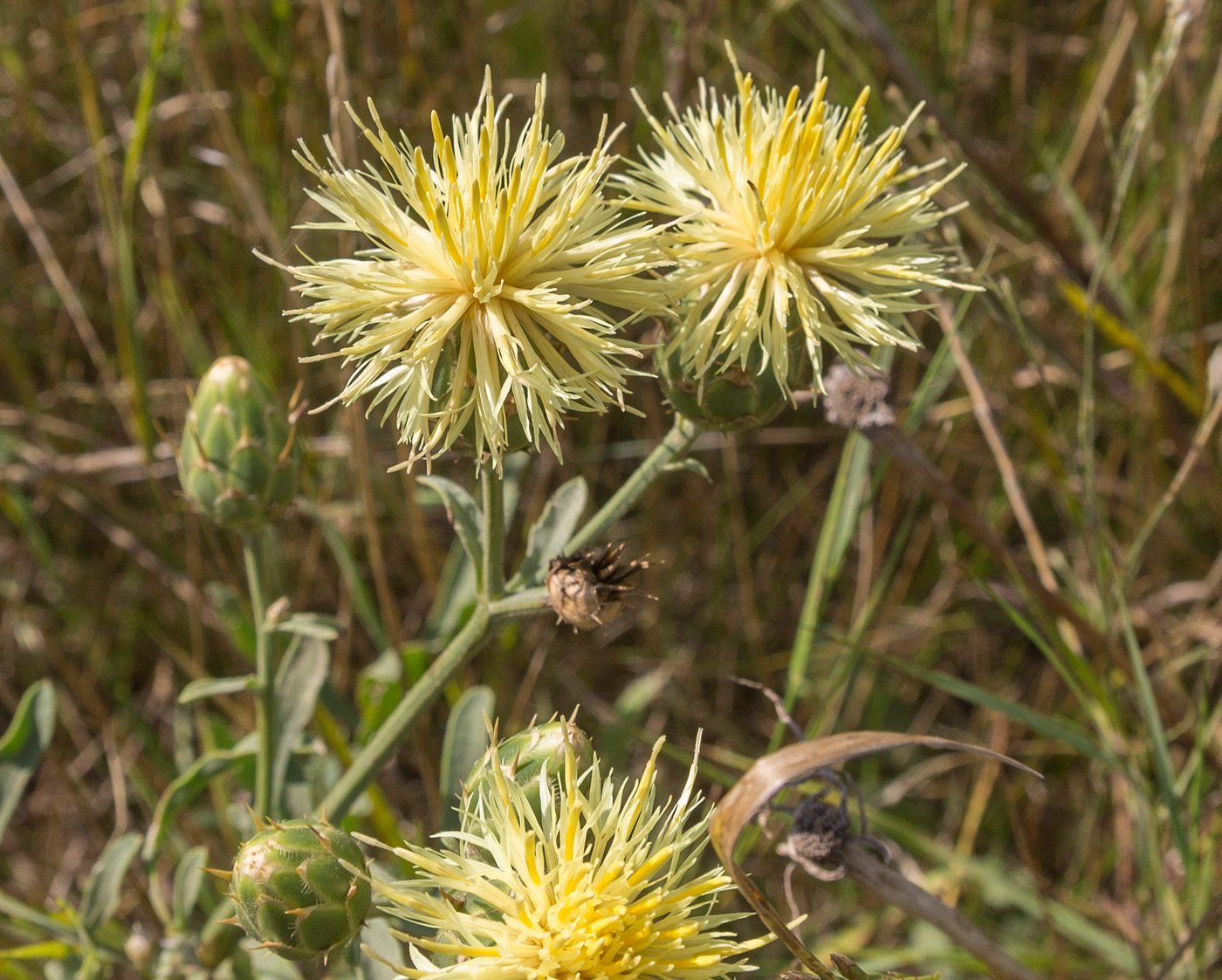 Image of Centaurea salonitana specimen.