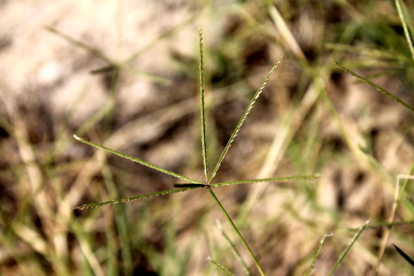 Image of Cynodon dactylon specimen.