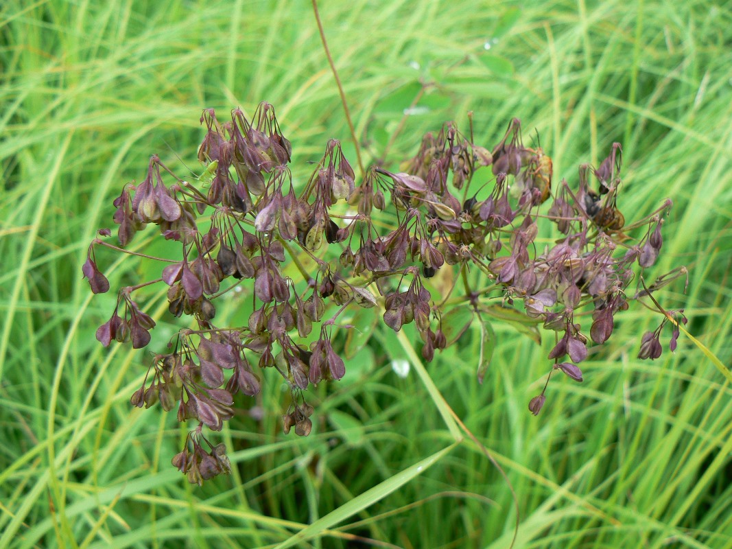 Image of Thalictrum contortum specimen.
