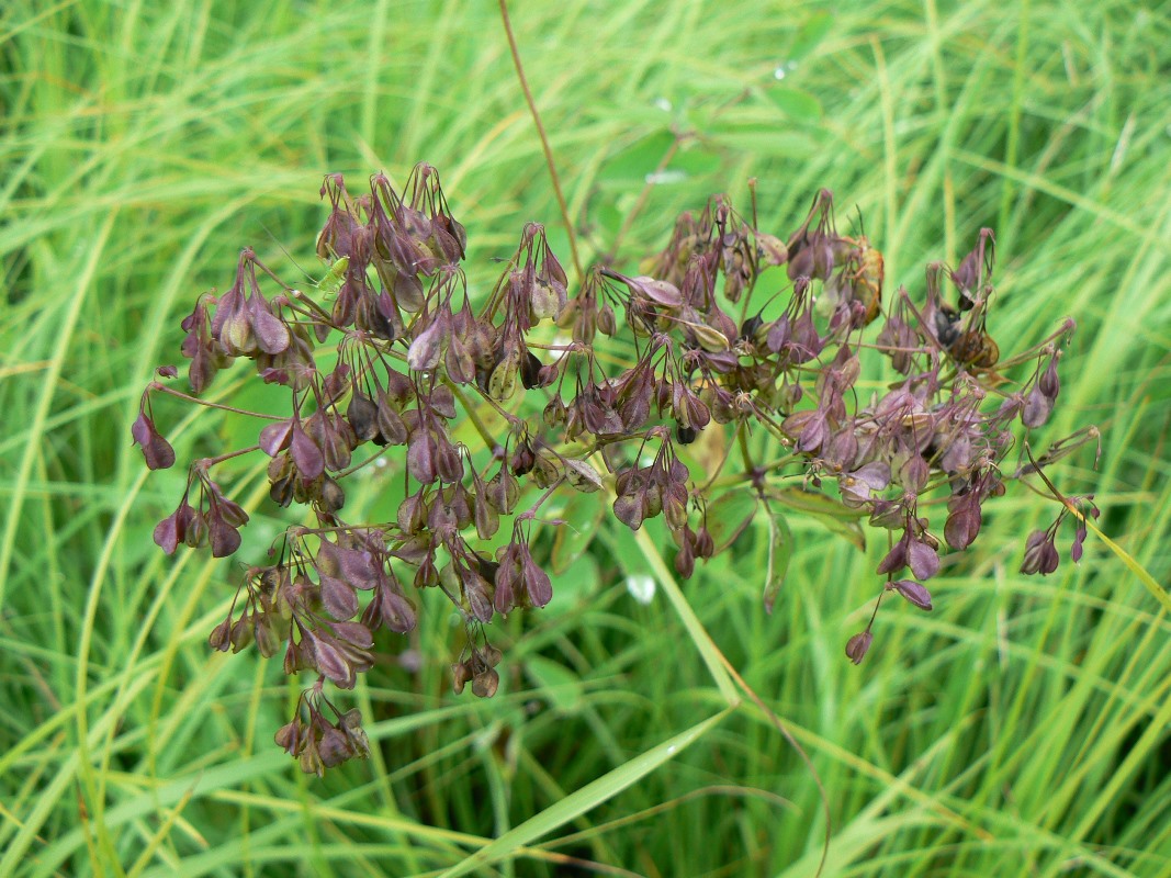 Изображение особи Thalictrum contortum.