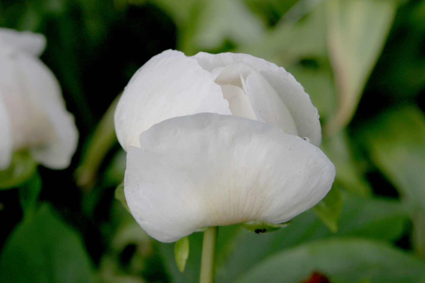 Изображение особи Paeonia wittmanniana.