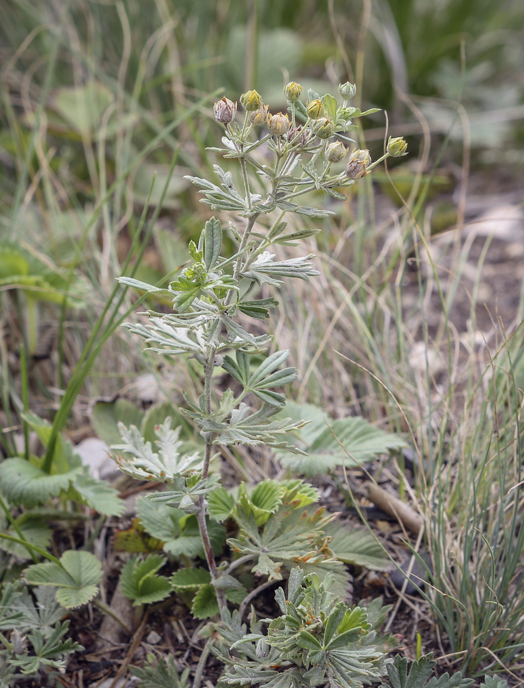 Изображение особи Potentilla argentea.