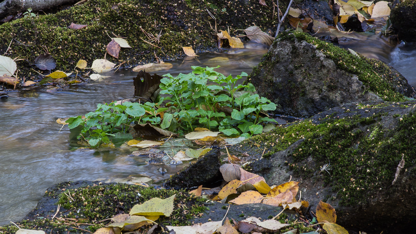 Image of Cardamine amara specimen.