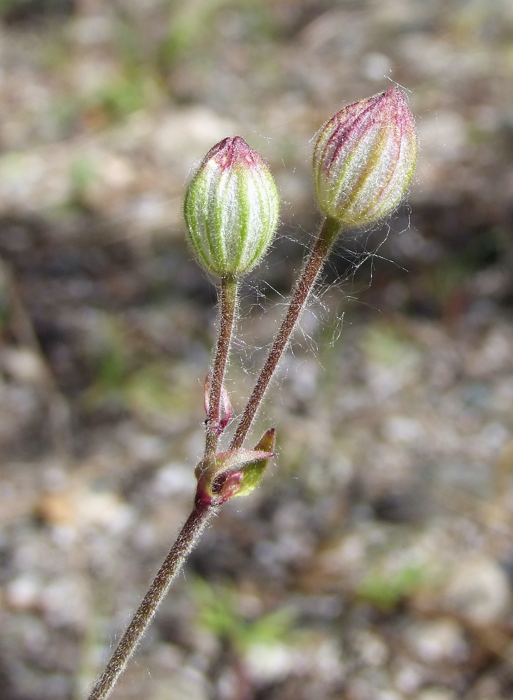 Image of Gastrolychnis brachypetala specimen.