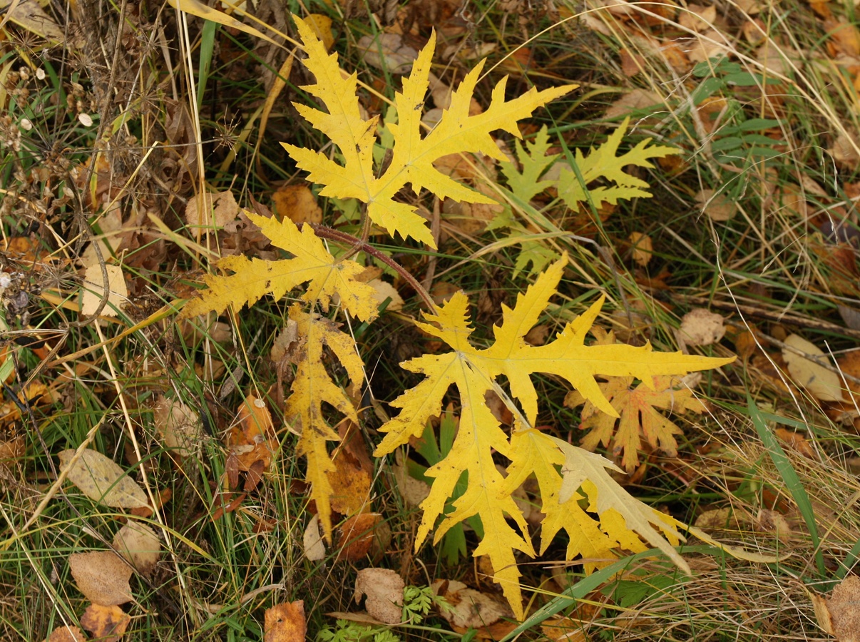 Image of Heracleum sibiricum specimen.