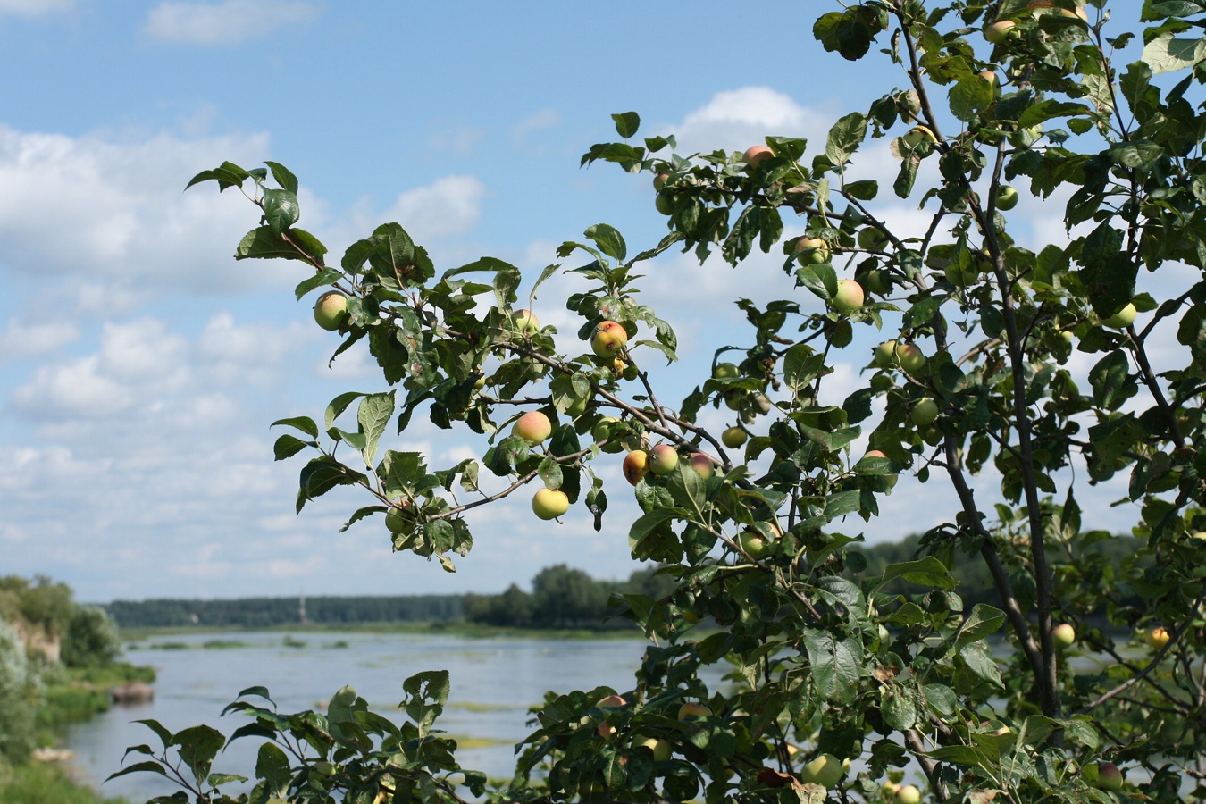 Изображение особи Malus domestica.