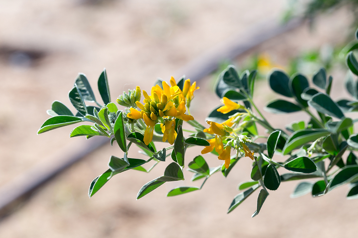 Image of Medicago arborea specimen.