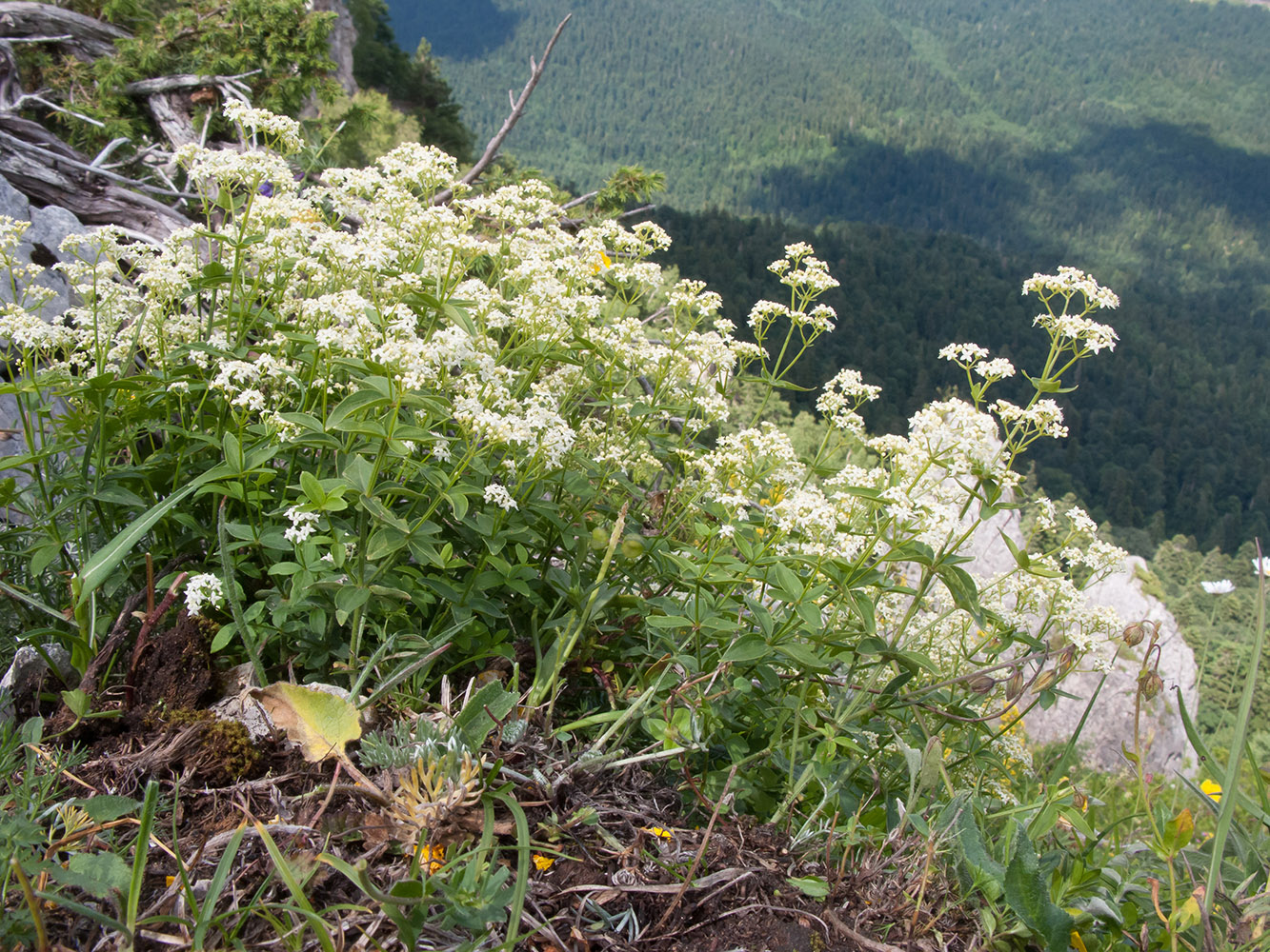 Изображение особи Galium valantioides.