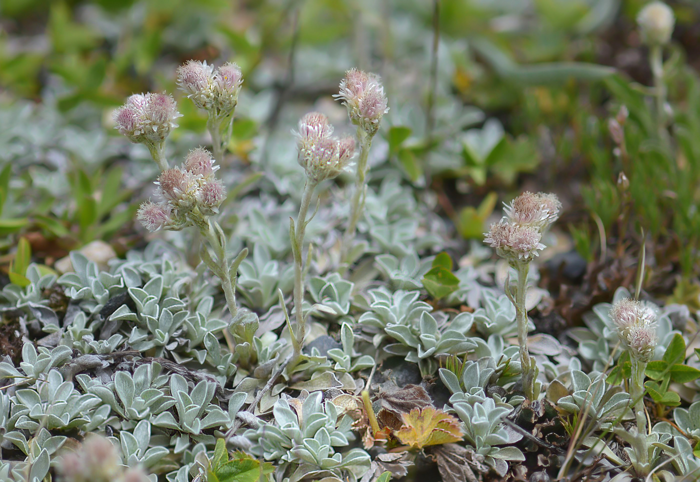 Image of Antennaria caucasica specimen.