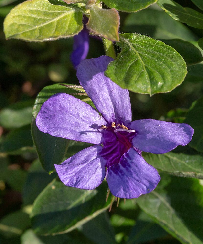 Изображение особи Dyschoriste thunbergiiflora.