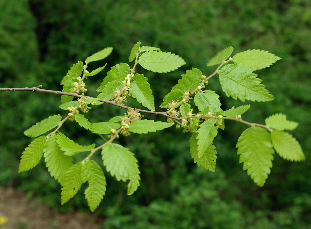 Image of Zelkova carpinifolia specimen.