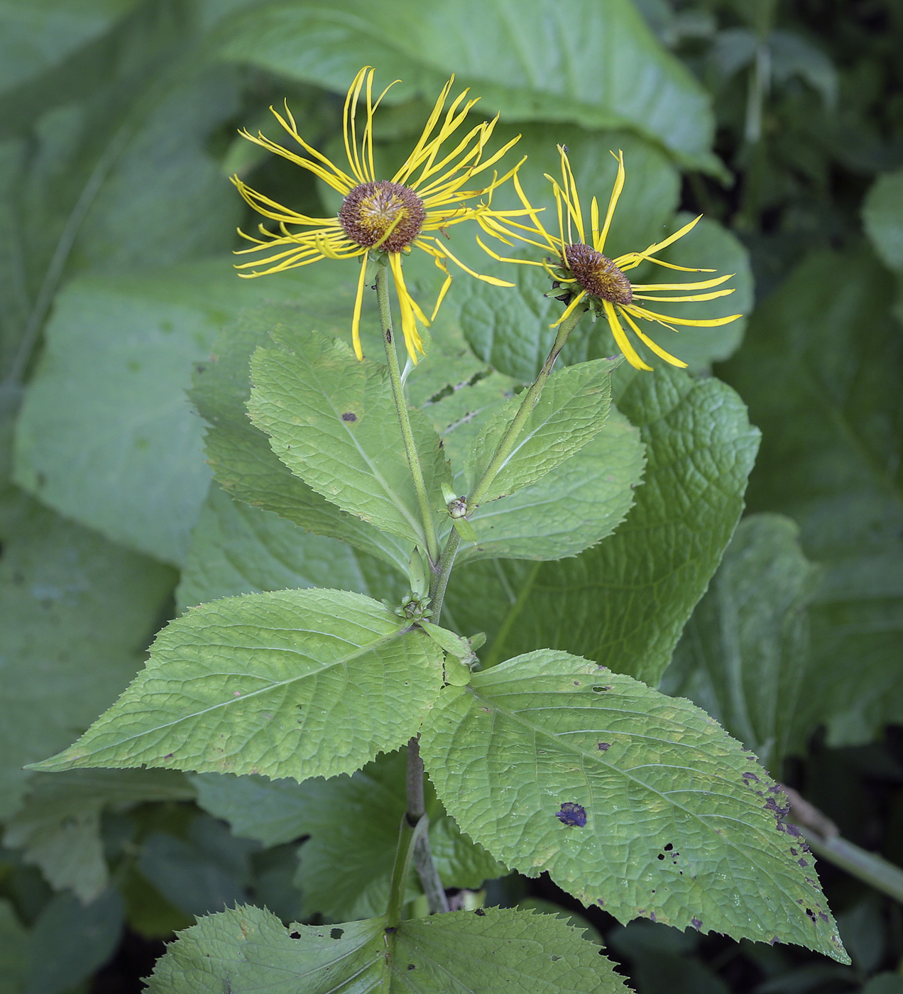 Изображение особи Telekia speciosa.