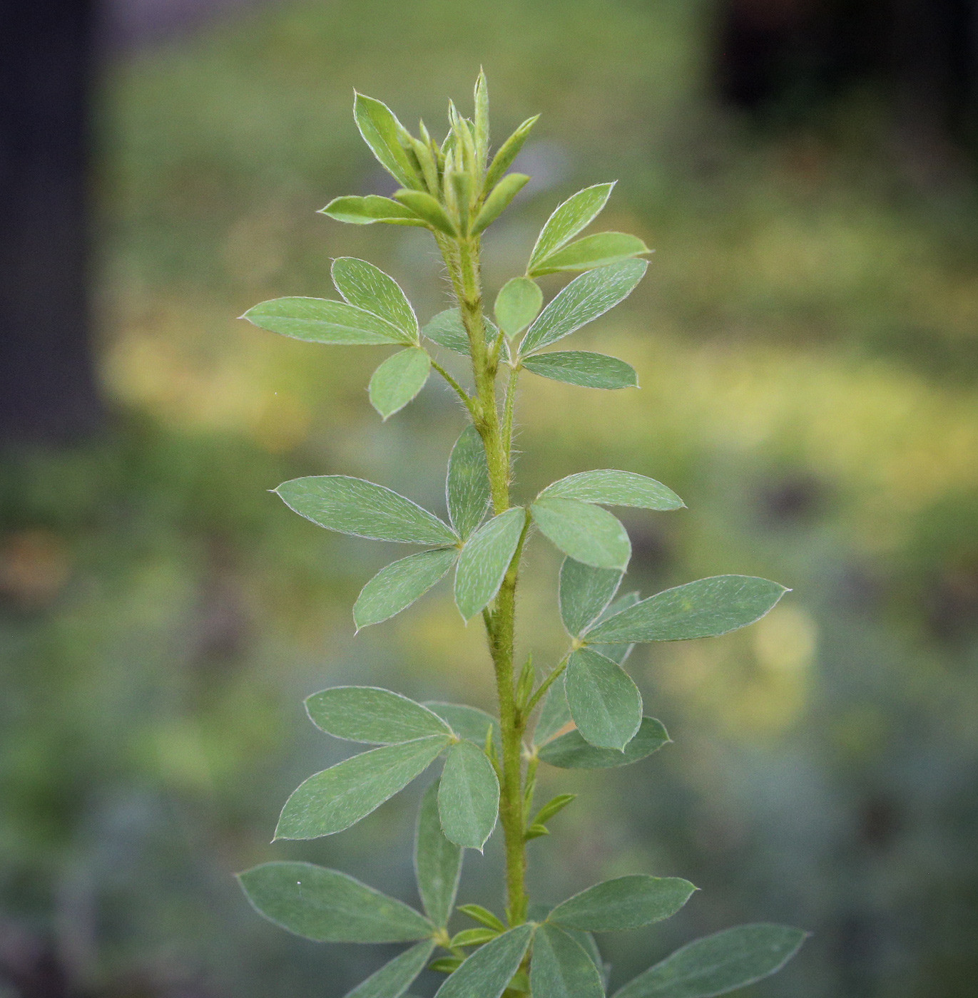 Изображение особи Chamaecytisus hirsutus.